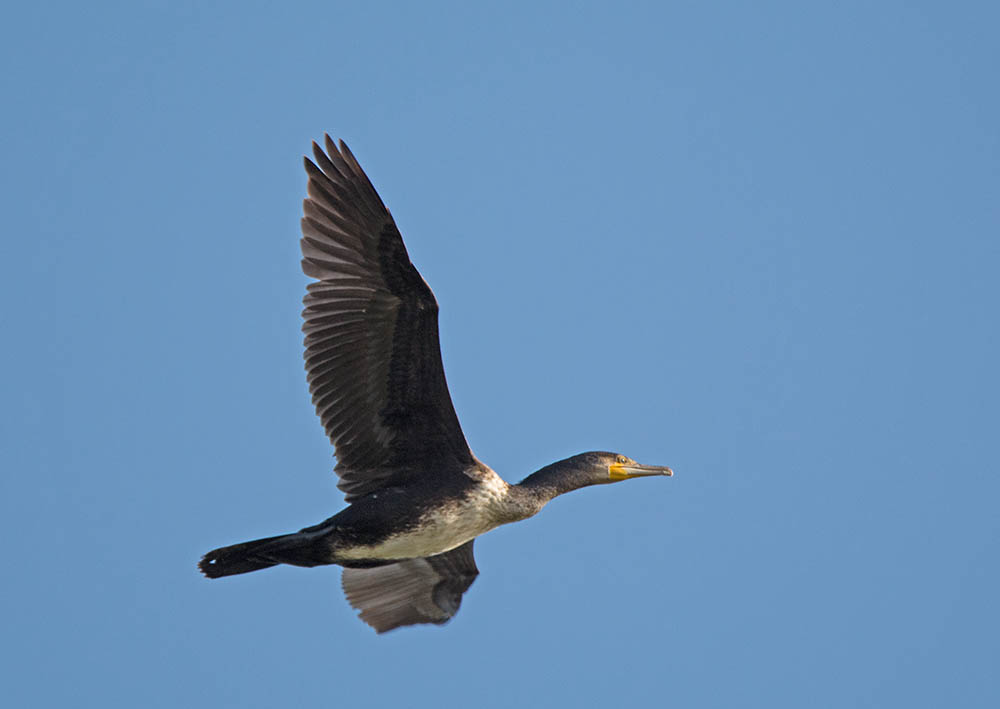 DSC_8536.jpg
