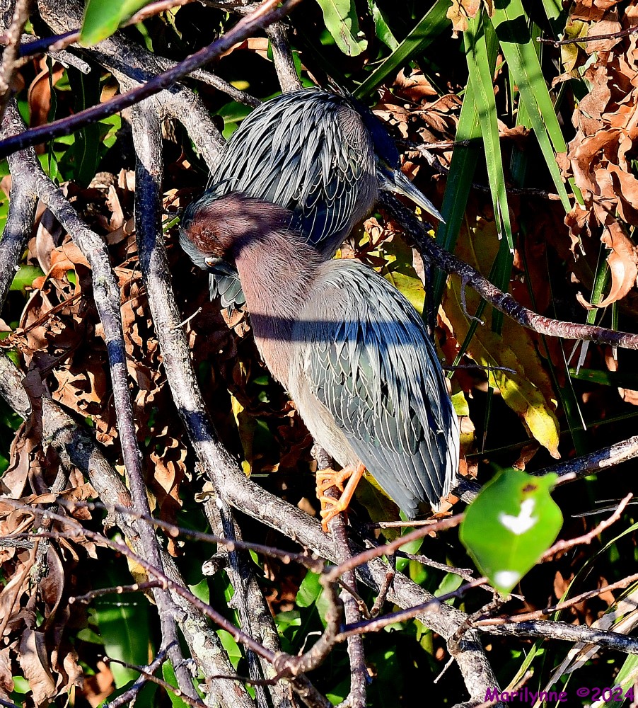 DSC_8536_001.JPG