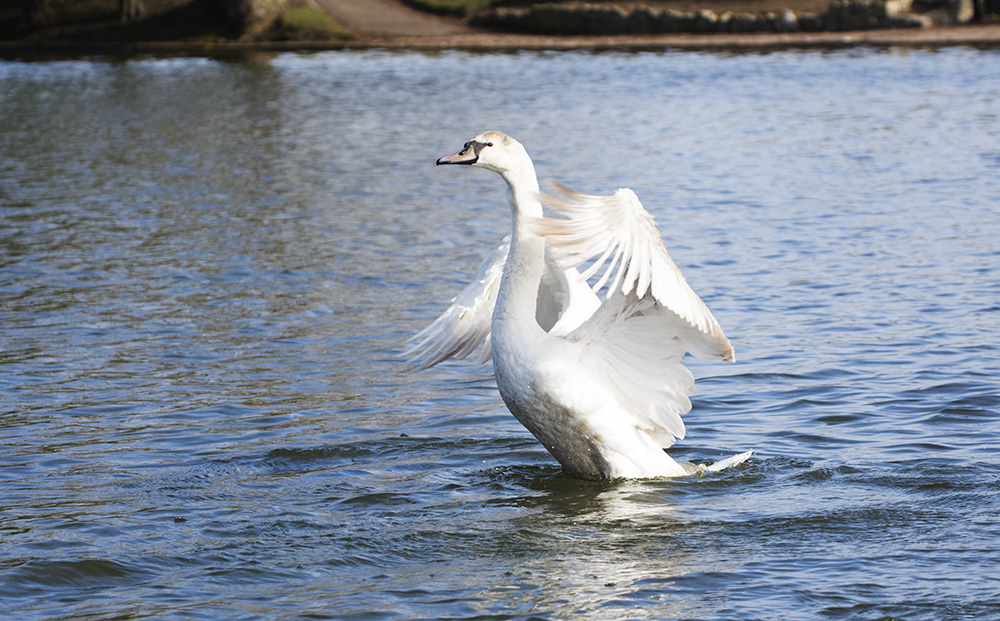 DSC_8542.jpg