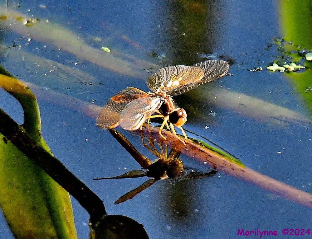 DSC_8545_001.JPG
