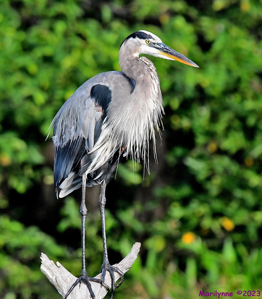 DSC_8546_001.JPG