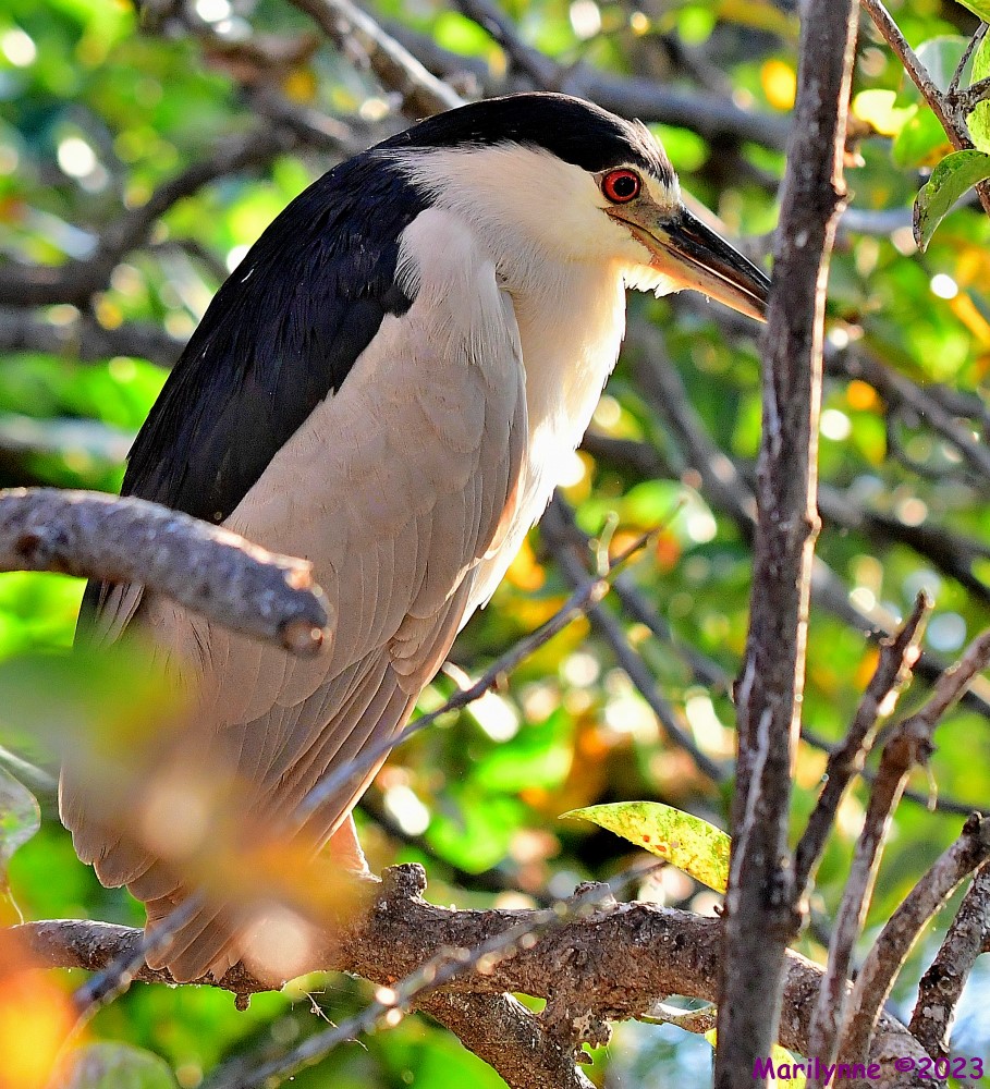 DSC_8547_001.JPG