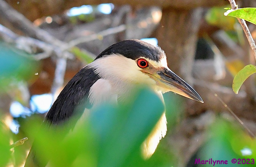 DSC_8548_001.JPG