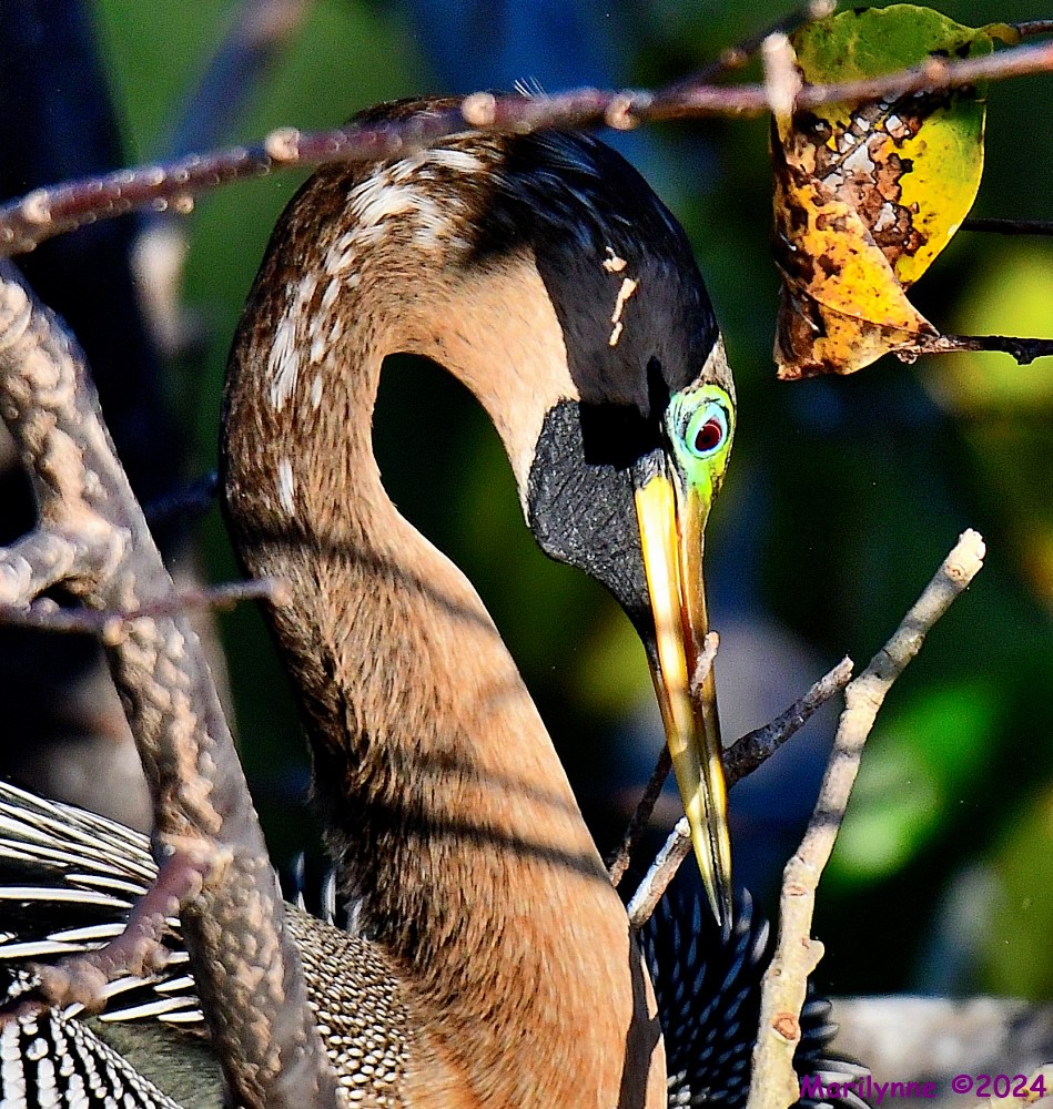 DSC_8548_001.JPG