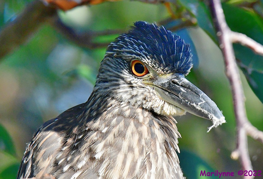 DSC_8549_001.JPG