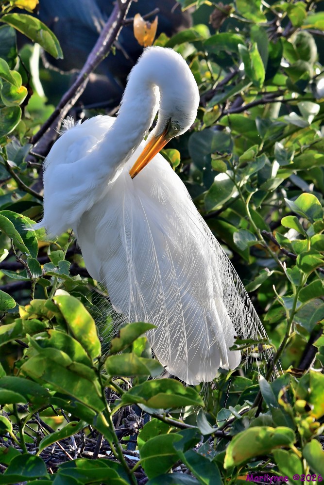 DSC_8550_001.JPG