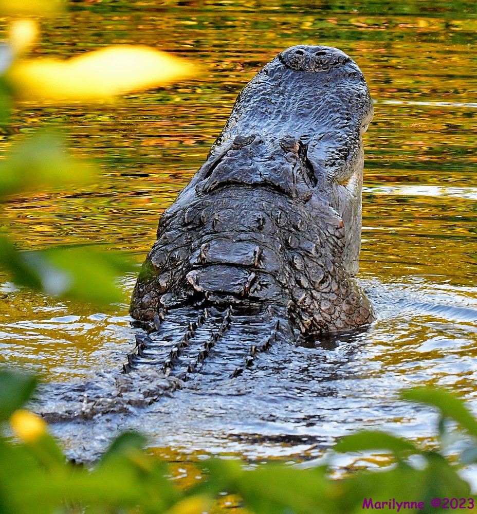 DSC_8551_001.JPG