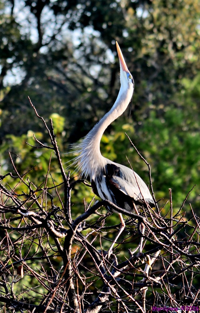 DSC_8552_001.JPG