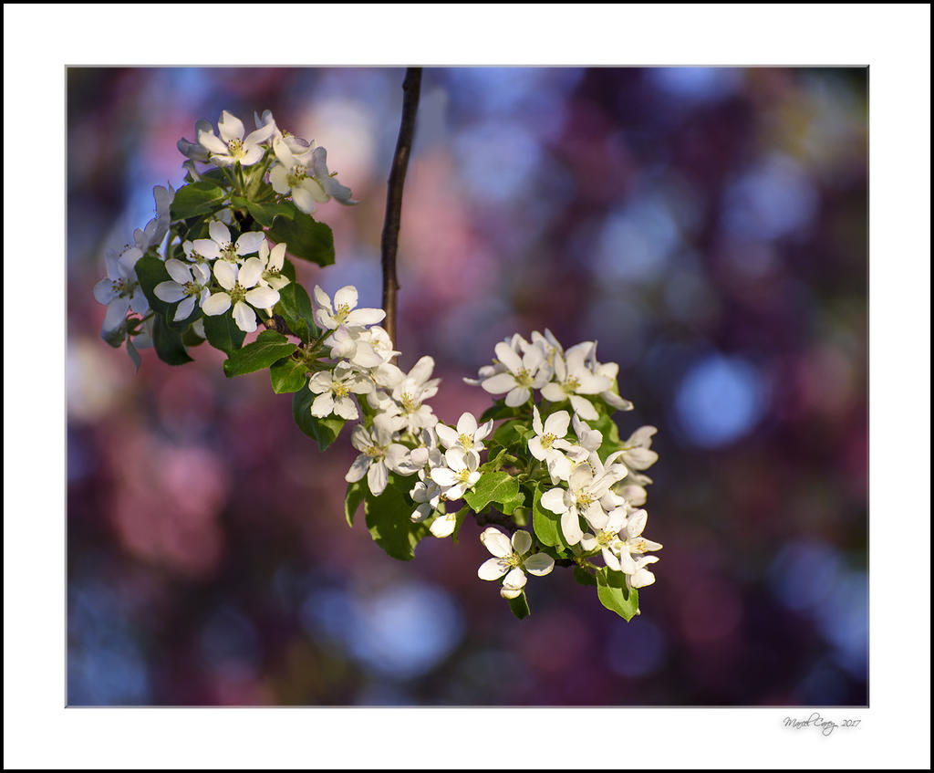 DSC_8553.jpg