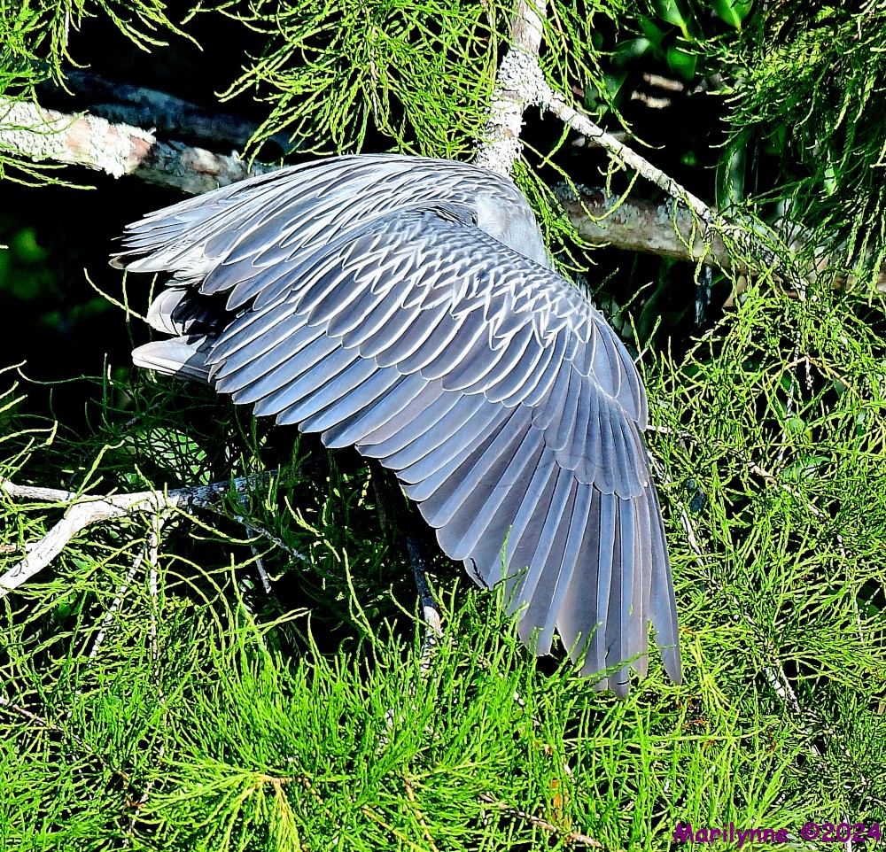 DSC_8554_001.JPG