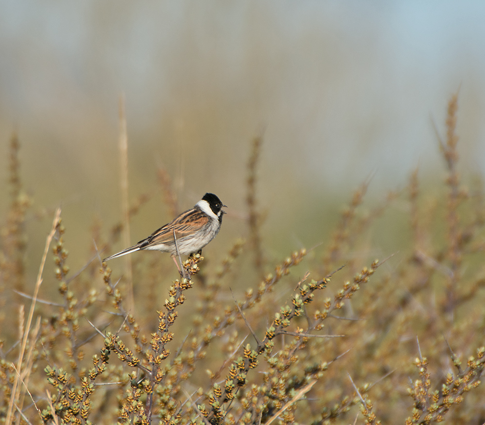 DSC_8555.jpg