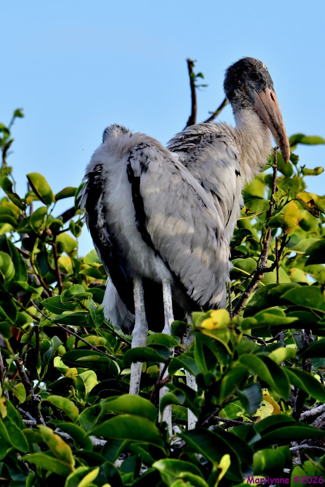 DSC_8556_001.JPG