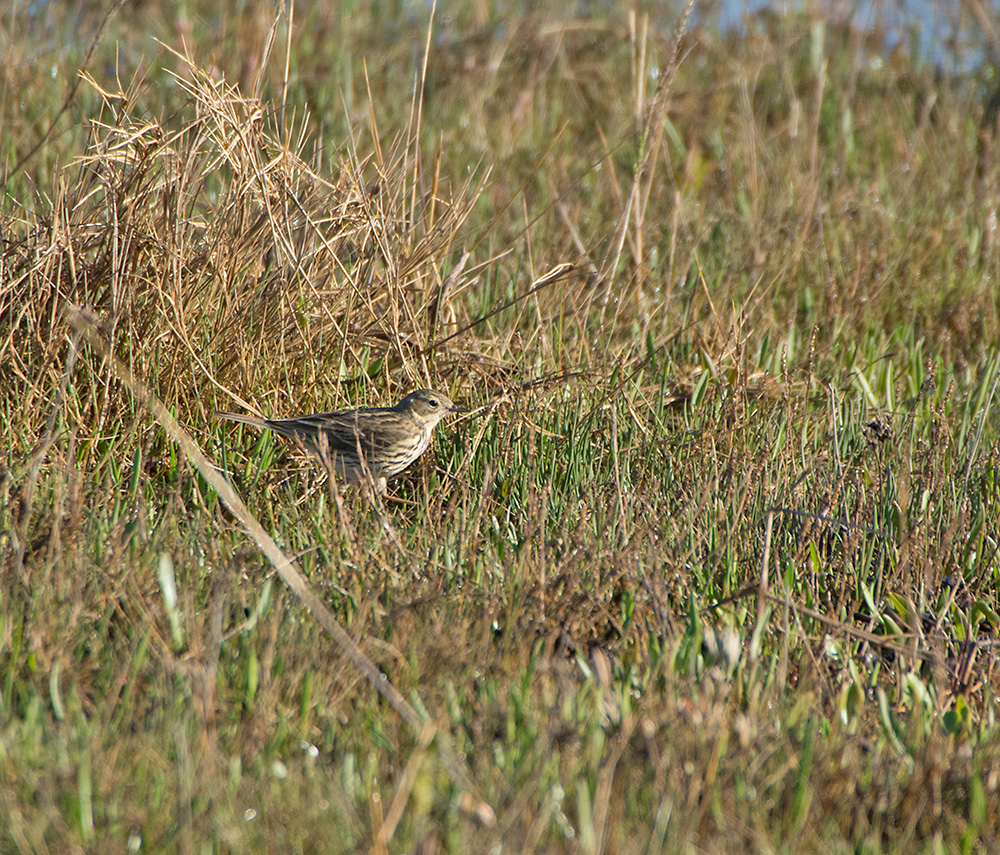 DSC_8557.jpg