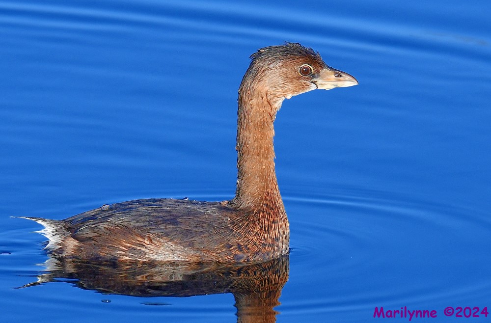 DSC_8557_001.JPG