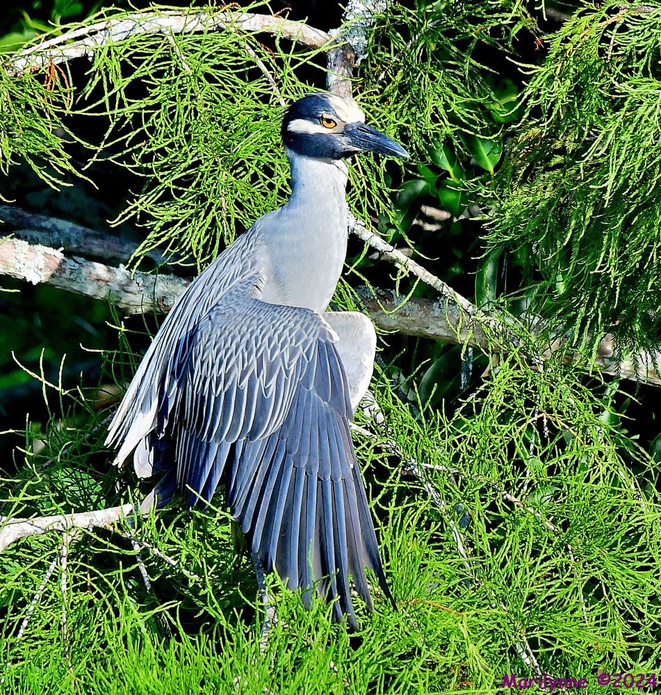 DSC_8558_001.JPG