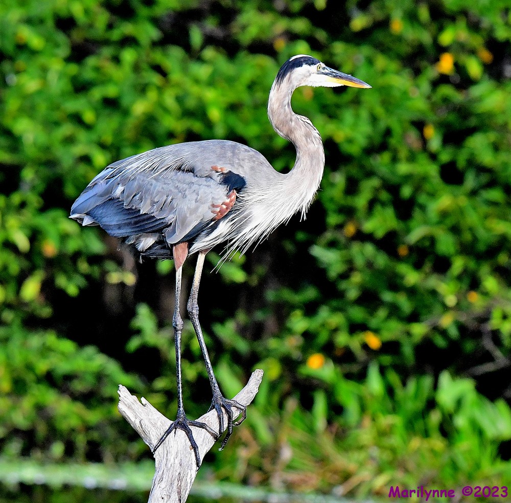 DSC_8560_001.JPG