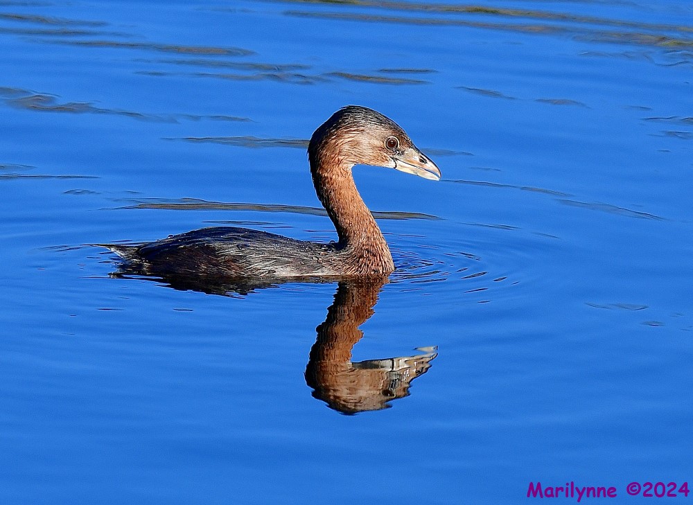 DSC_8560_001.JPG