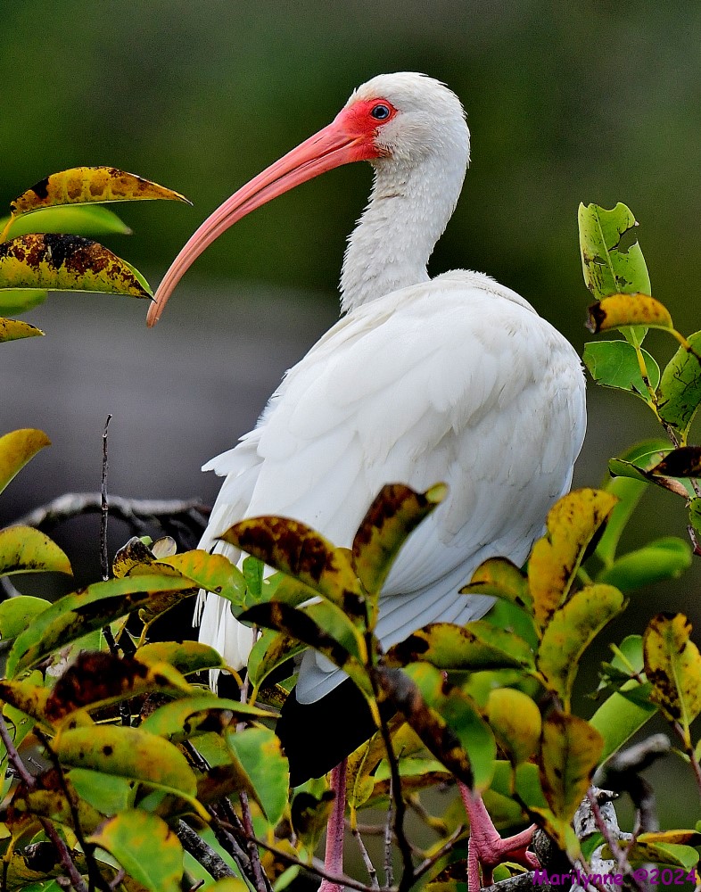 DSC_8560_001.JPG
