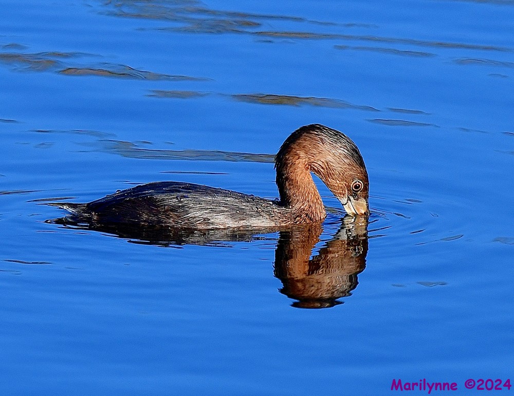 DSC_8561_001.JPG
