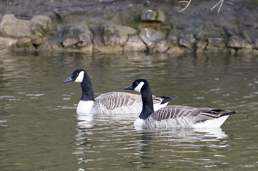 DSC_8562.jpg