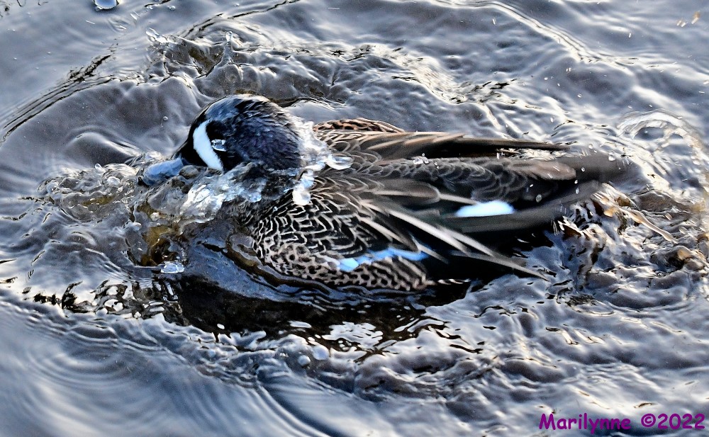 DSC_8563_001.JPG
