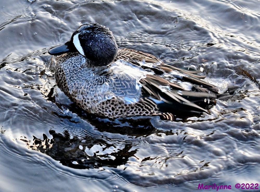 DSC_8564_001.JPG