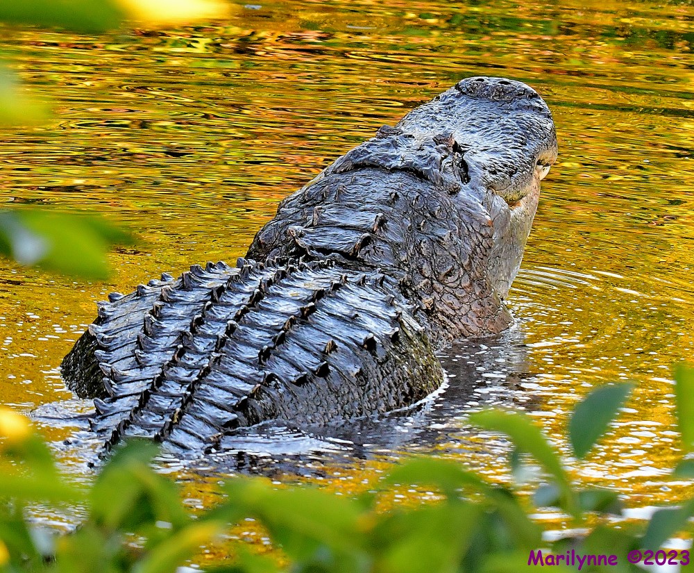 DSC_8564_001.JPG
