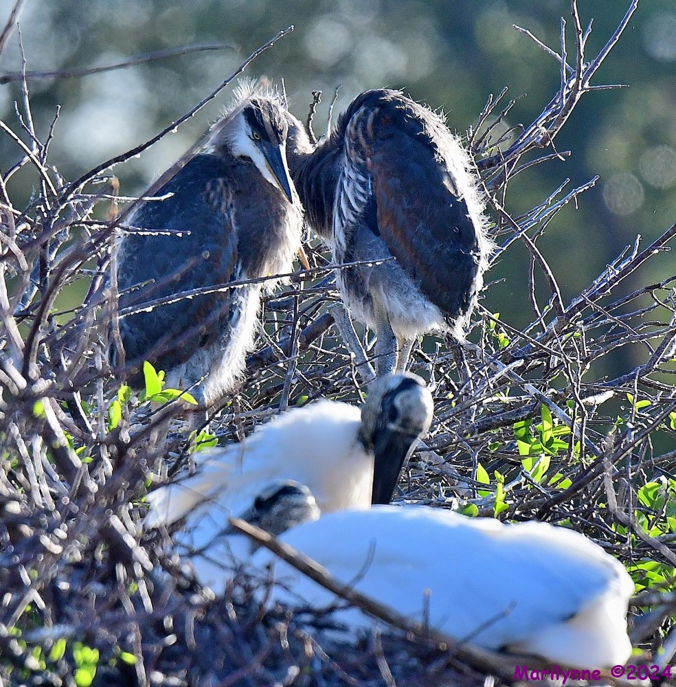 DSC_8564_001.JPG