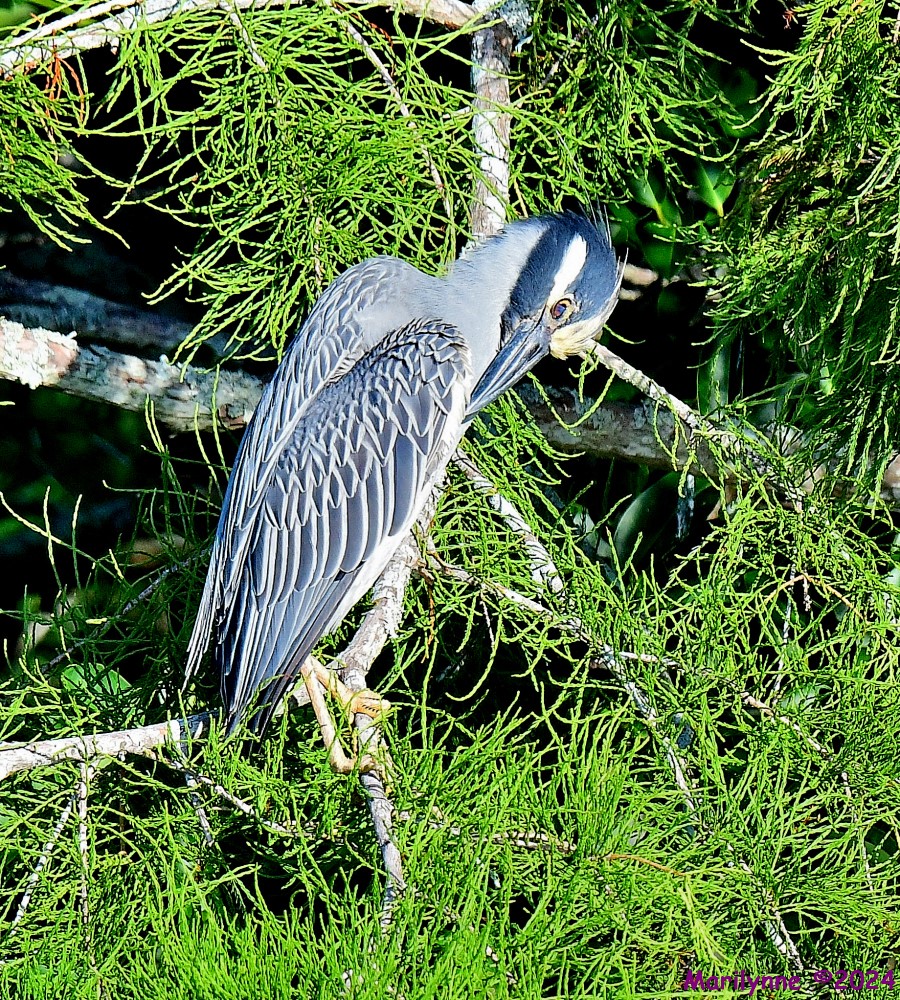 DSC_8565_001.JPG