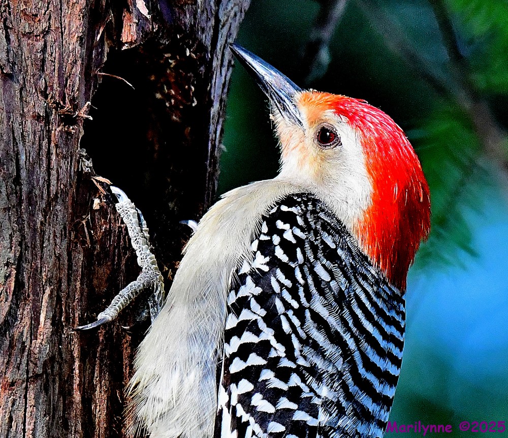 DSC_8565_001.JPG