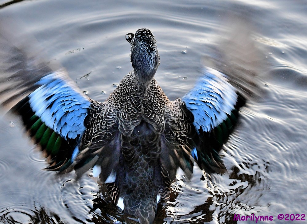 DSC_8566_001.JPG