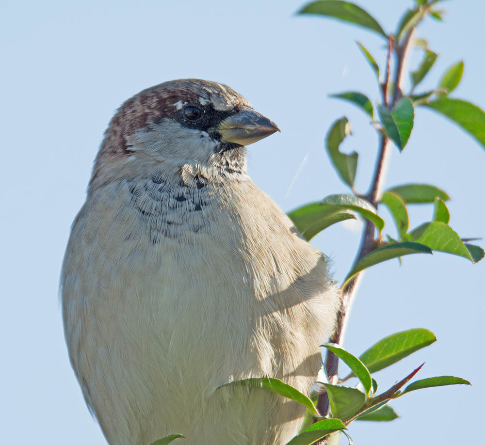 DSC_8567.jpg