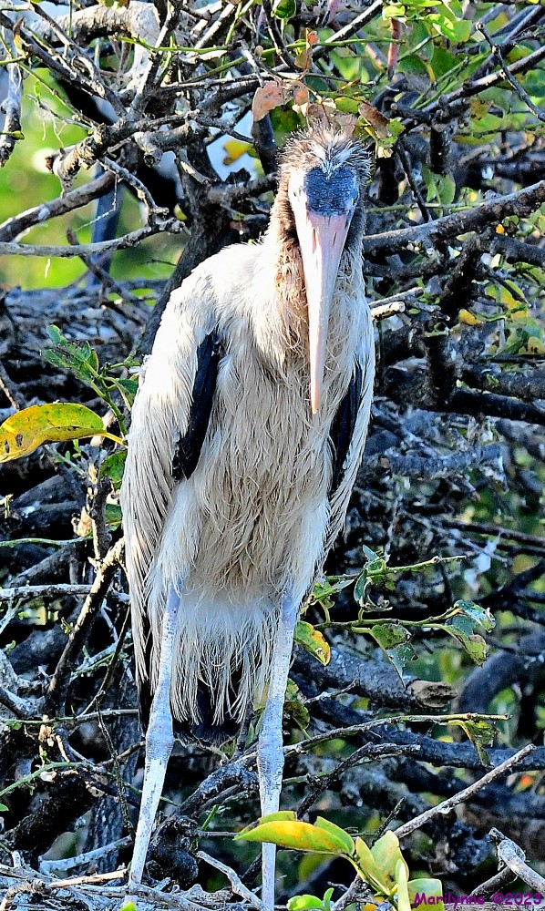 DSC_8567_001.JPG