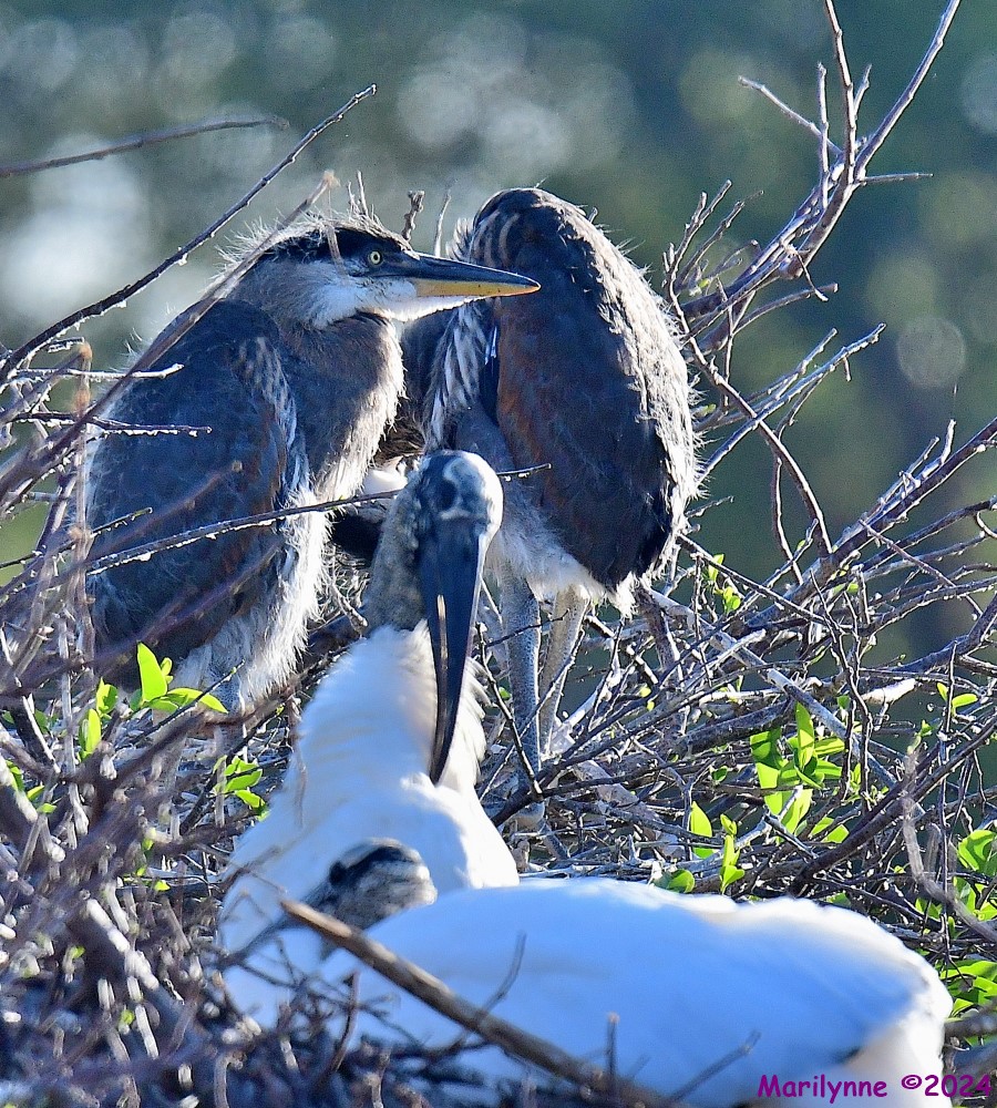 DSC_8567_001.JPG