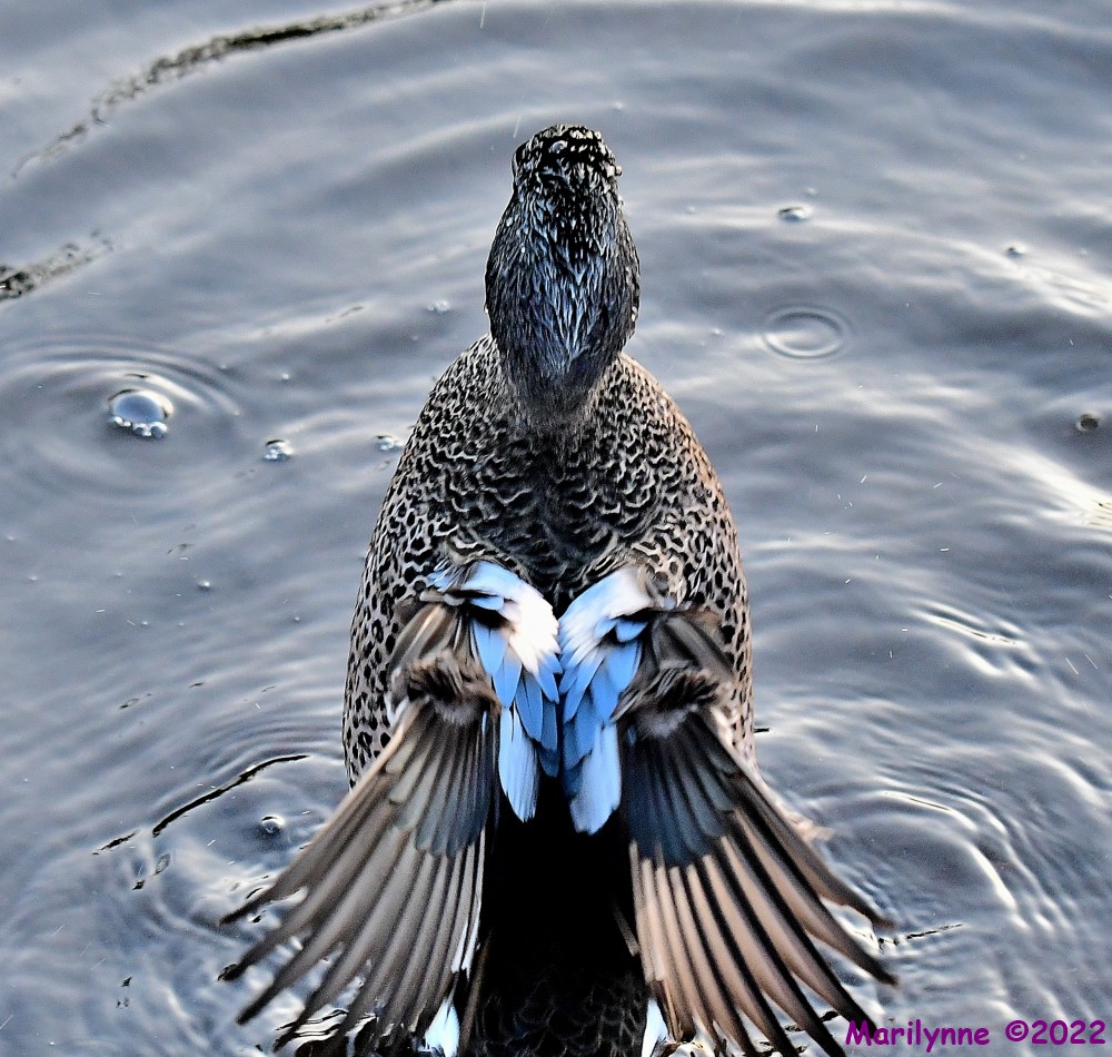 DSC_8568_001.JPG