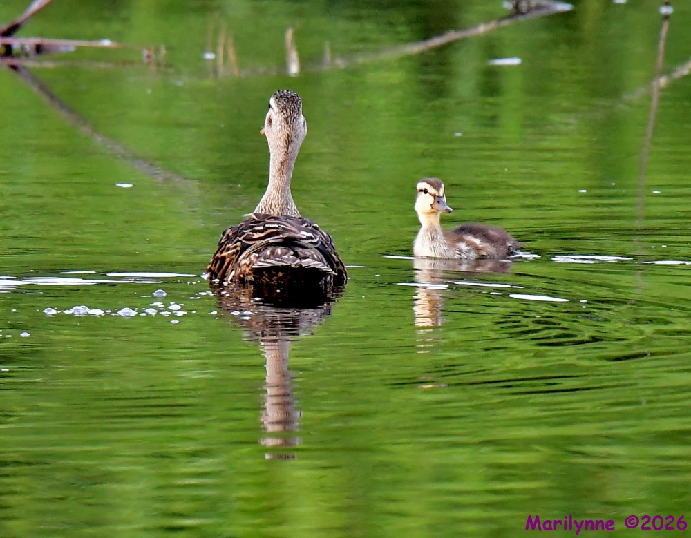 DSC_8568_001.JPG