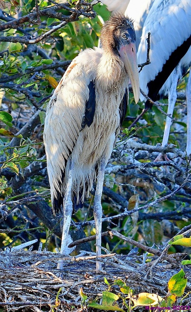 DSC_8570_001.JPG