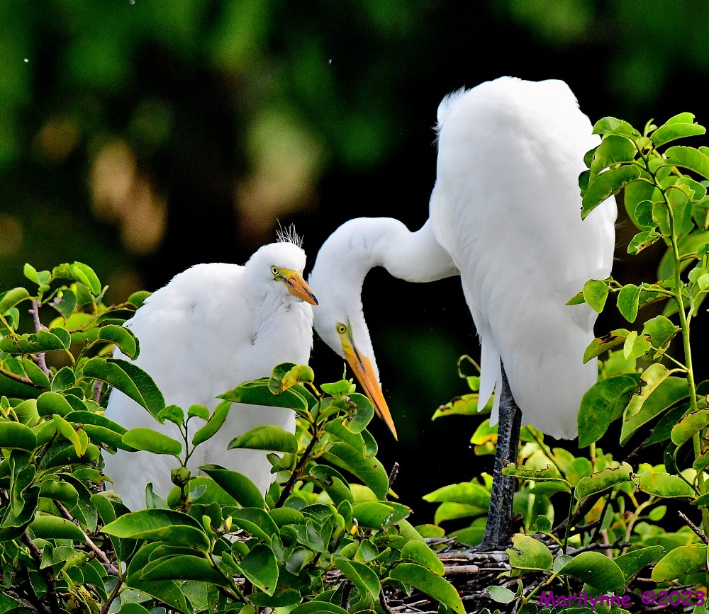 DSC_8571_001.JPG