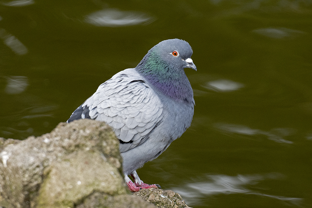 DSC_8572.jpg