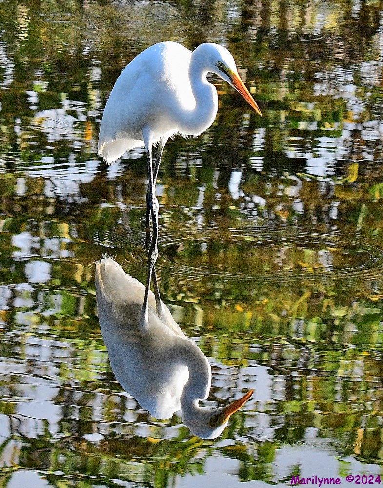 DSC_8572_001.JPG