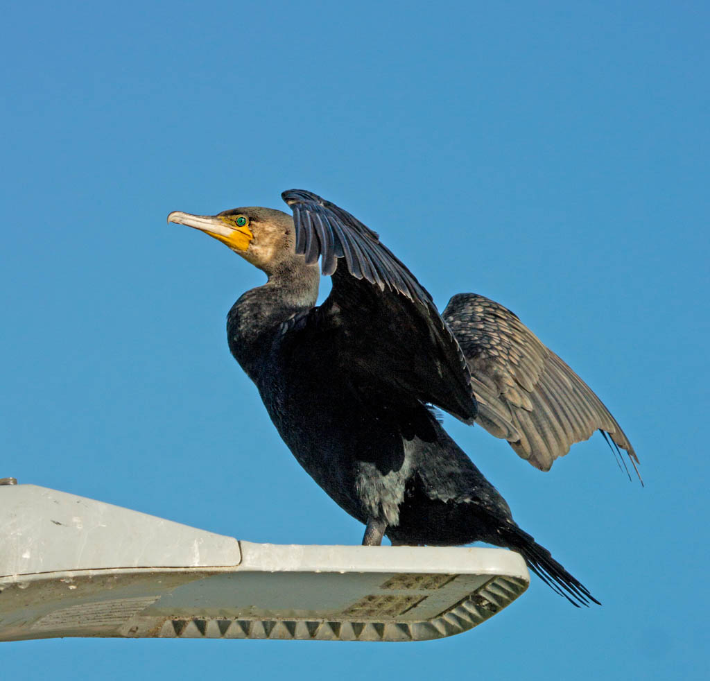 DSC_8573.jpg