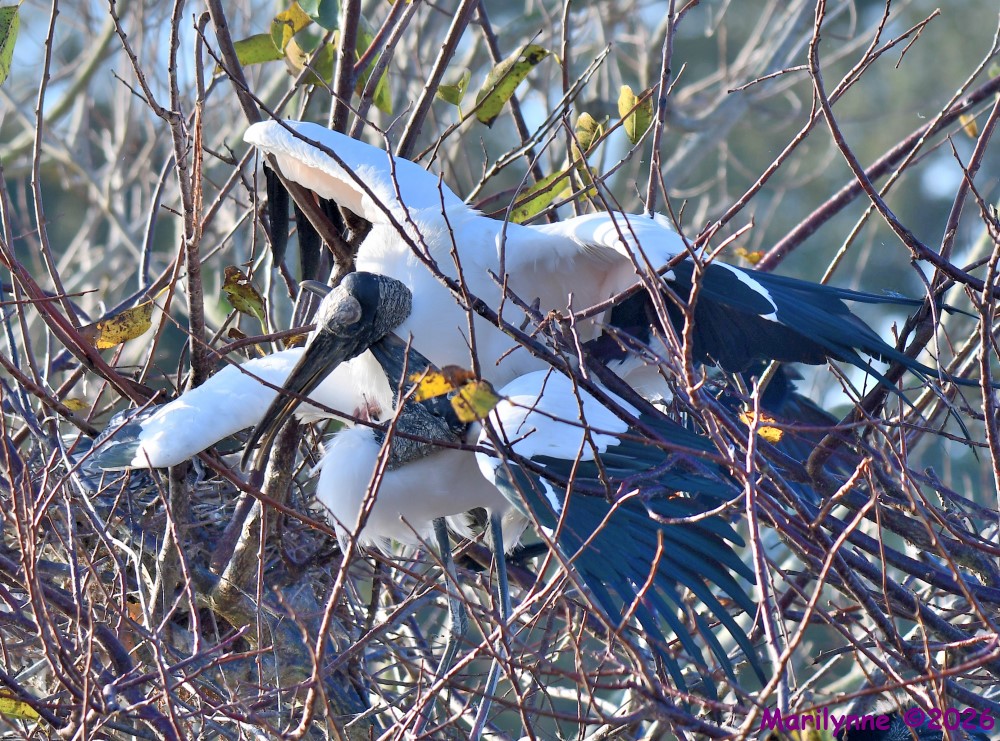 DSC_8573_001.JPG