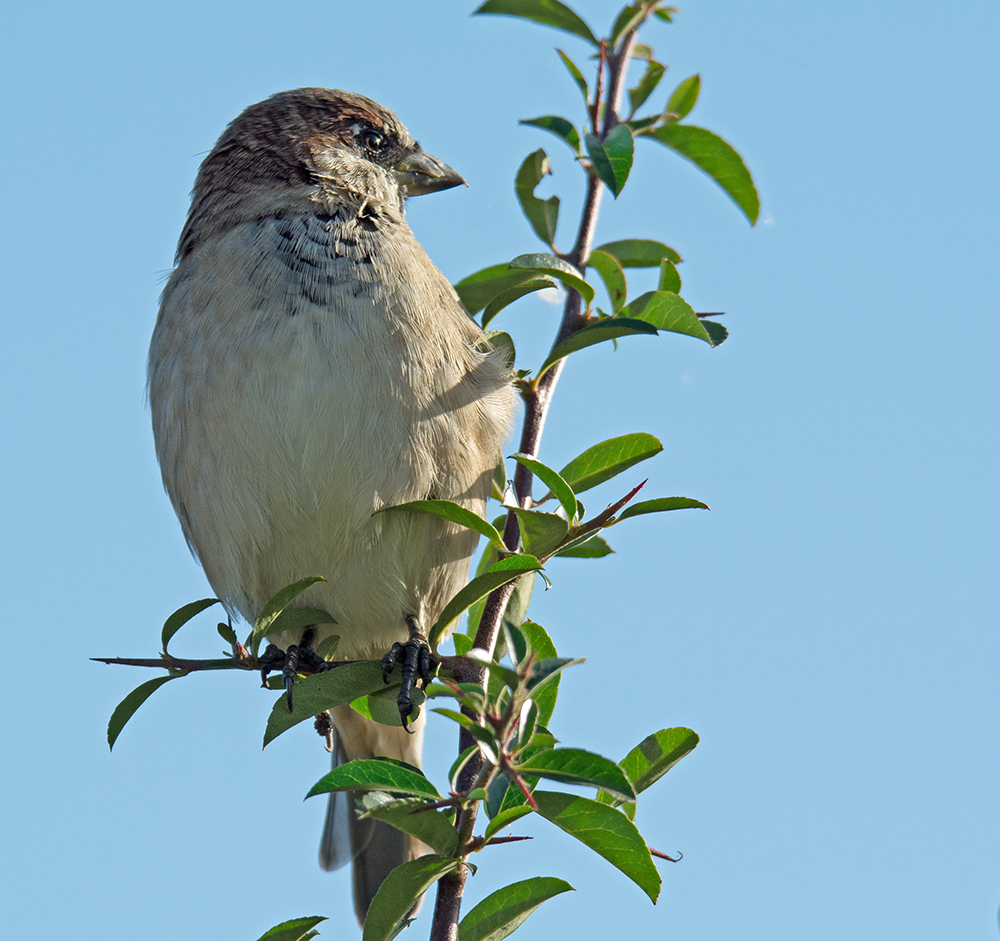 DSC_8579.jpg