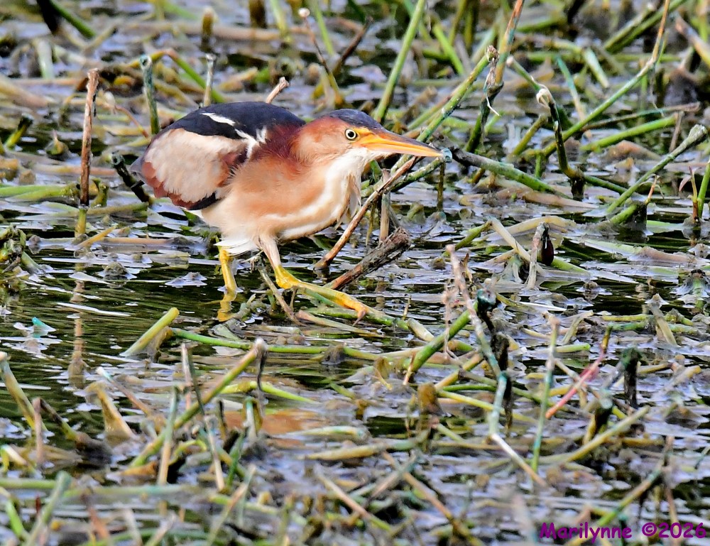DSC_8579_001.JPG