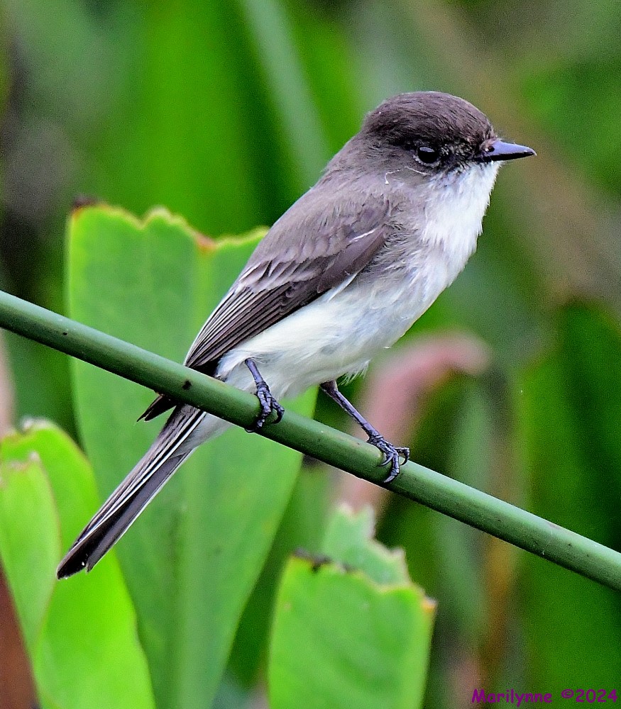 DSC_8580_001.JPG