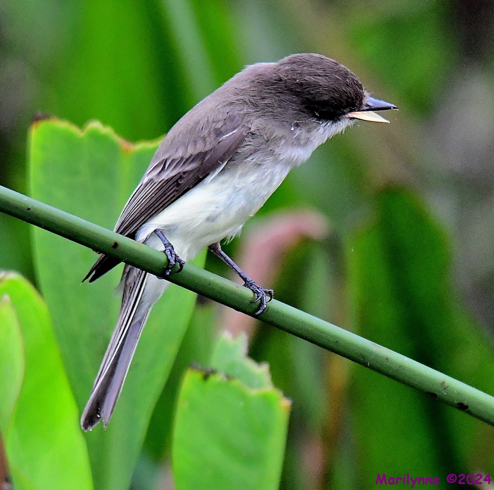DSC_8581_001.JPG