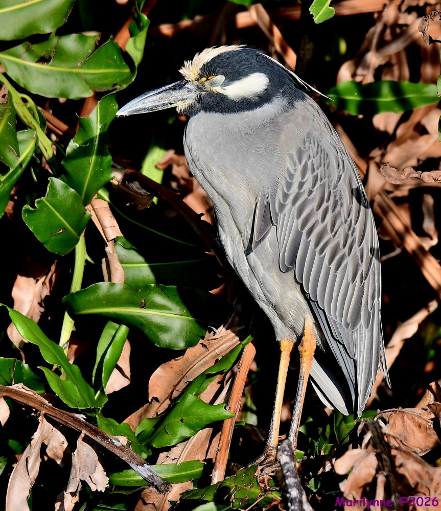 DSC_8584_001.JPG