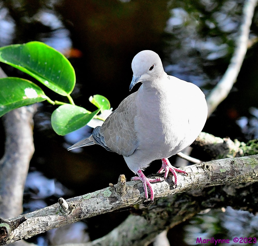 DSC_8585_001.JPG