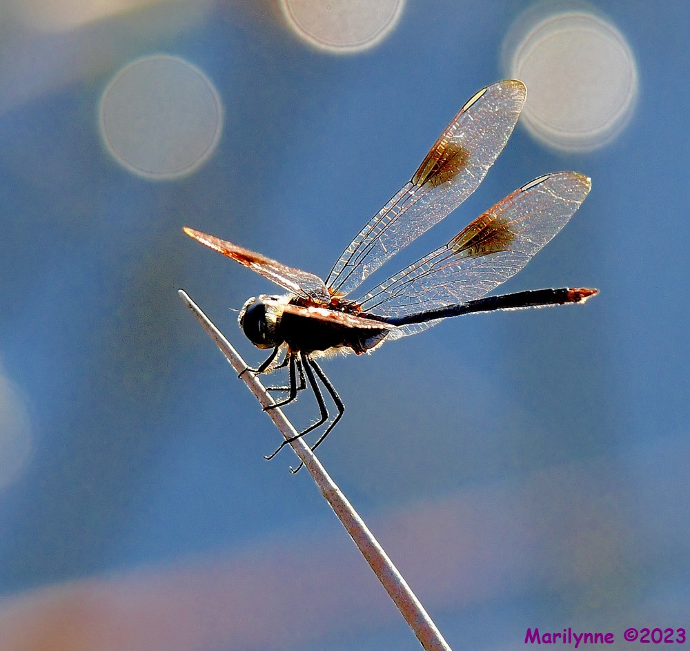 DSC_8586_001.JPG