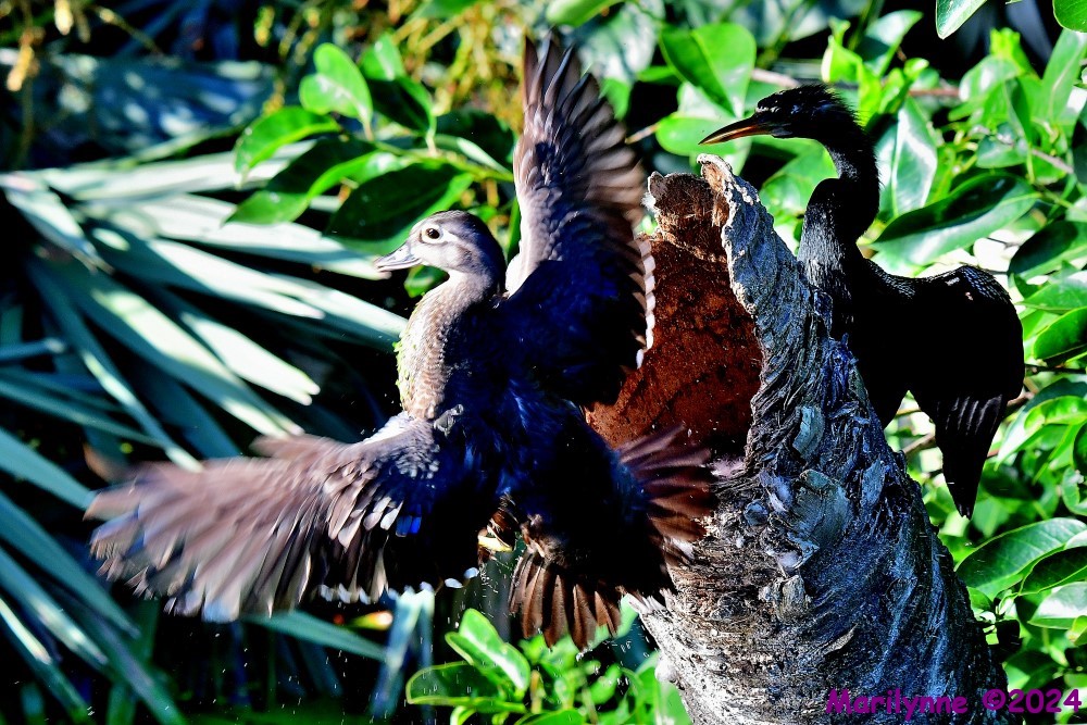 DSC_8586_001.JPG